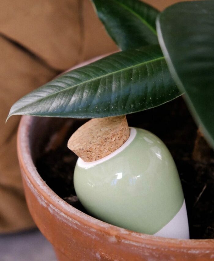 Olla monochrome verte Pépin installée dans un grand pot de plante d'intérieur.