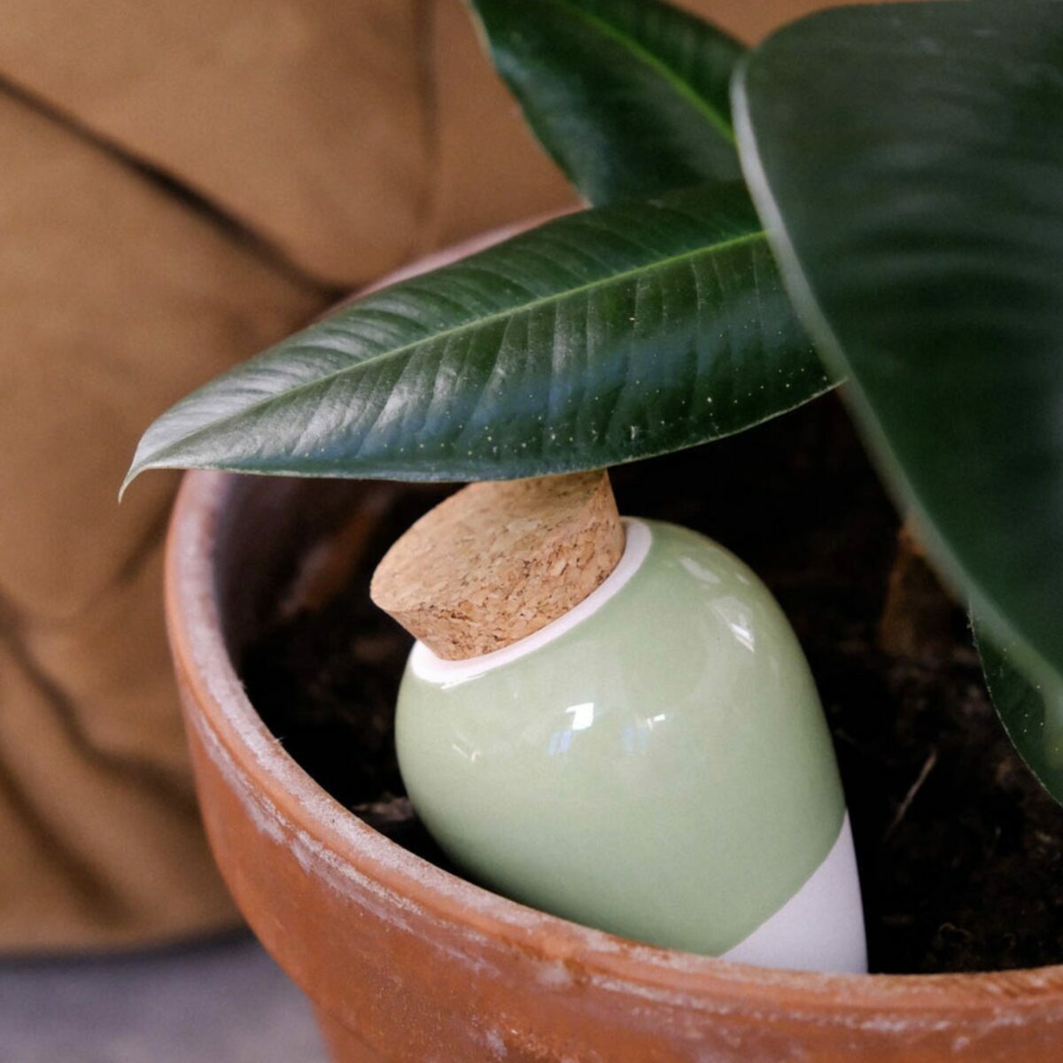 Olla monochrome verte Pépin installée dans un grand pot de plante d'intérieur.