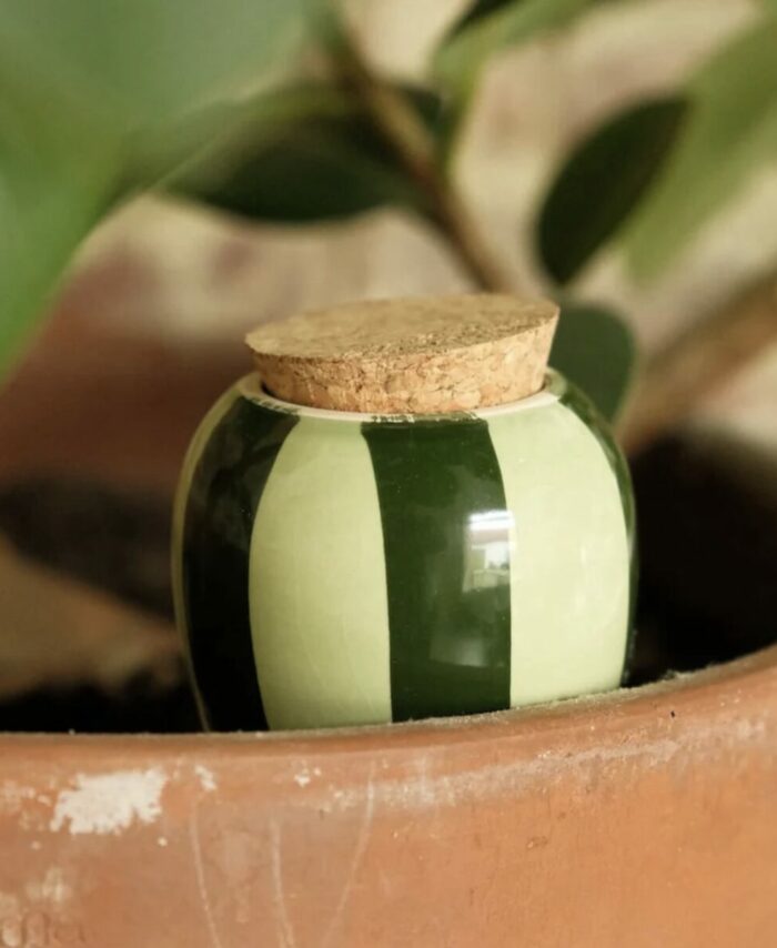Olla à rayures vertes Pépin plantée dans un pot de plante verte pour l'arrosage automatique.