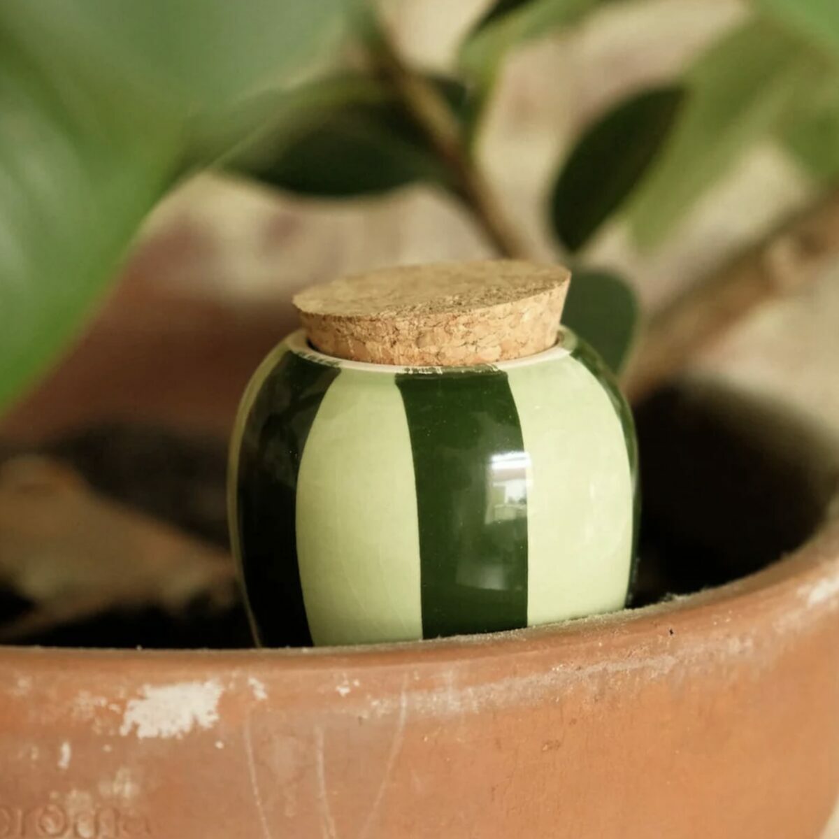 Olla à rayures vertes Pépin plantée dans un pot de plante verte pour l'arrosage automatique.