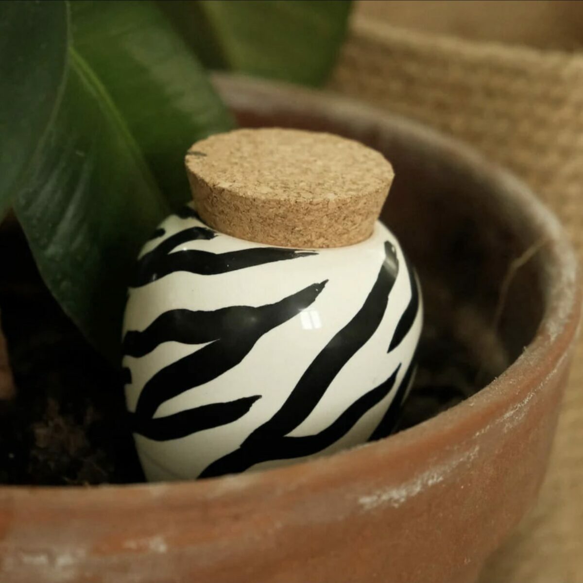 Olla à rayures noires et blanches Pépin installée dans un pot de plante d'intérieur pour l'arrosage autonome.