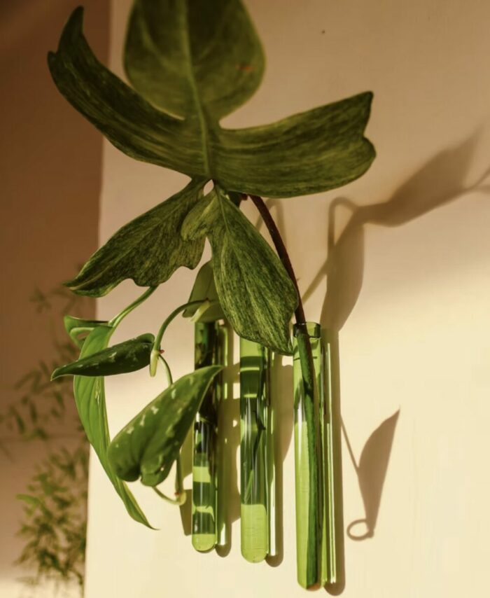 Composition de plusieurs vases magnétiques Walleaf créant un mini jardin vertical sur un mur.