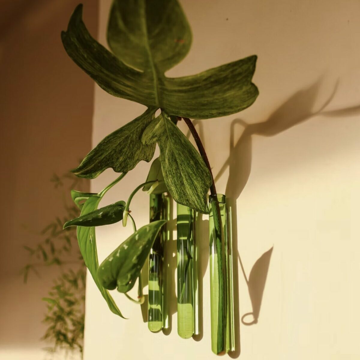 Composition de plusieurs vases magnétiques Walleaf créant un mini jardin vertical sur un mur.